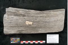 Foto (Objekt + Etikett) von Sigillaria elongata Brongniart (NHMW-GEO-2024-0188-11067)